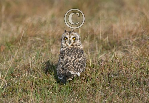 Short-eared Owl  DM0919